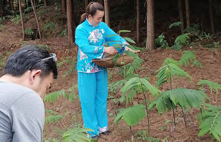 黄精种植